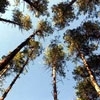 ekylozi