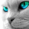 emofy