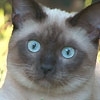 ilisev